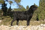 LABRADOR 646
